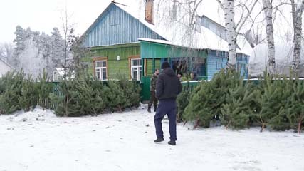 В Котовском лесхозе заготовили порядка 500 новогодних красавиц, начали работать и елочные базары
